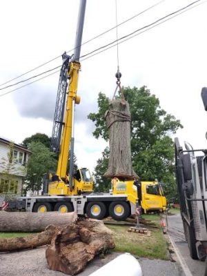 Tree Removal and Crane Service in Tewksbury MA