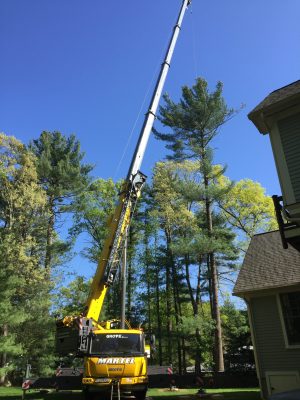 Tree Removal and Crane Service in Westford MA