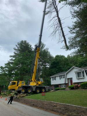 Tree Removal using the crane in Billerica, MA.