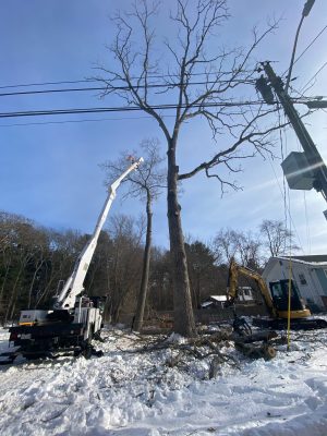 Tree Service and Removal using the Bucket Truck in Billerica, MA.