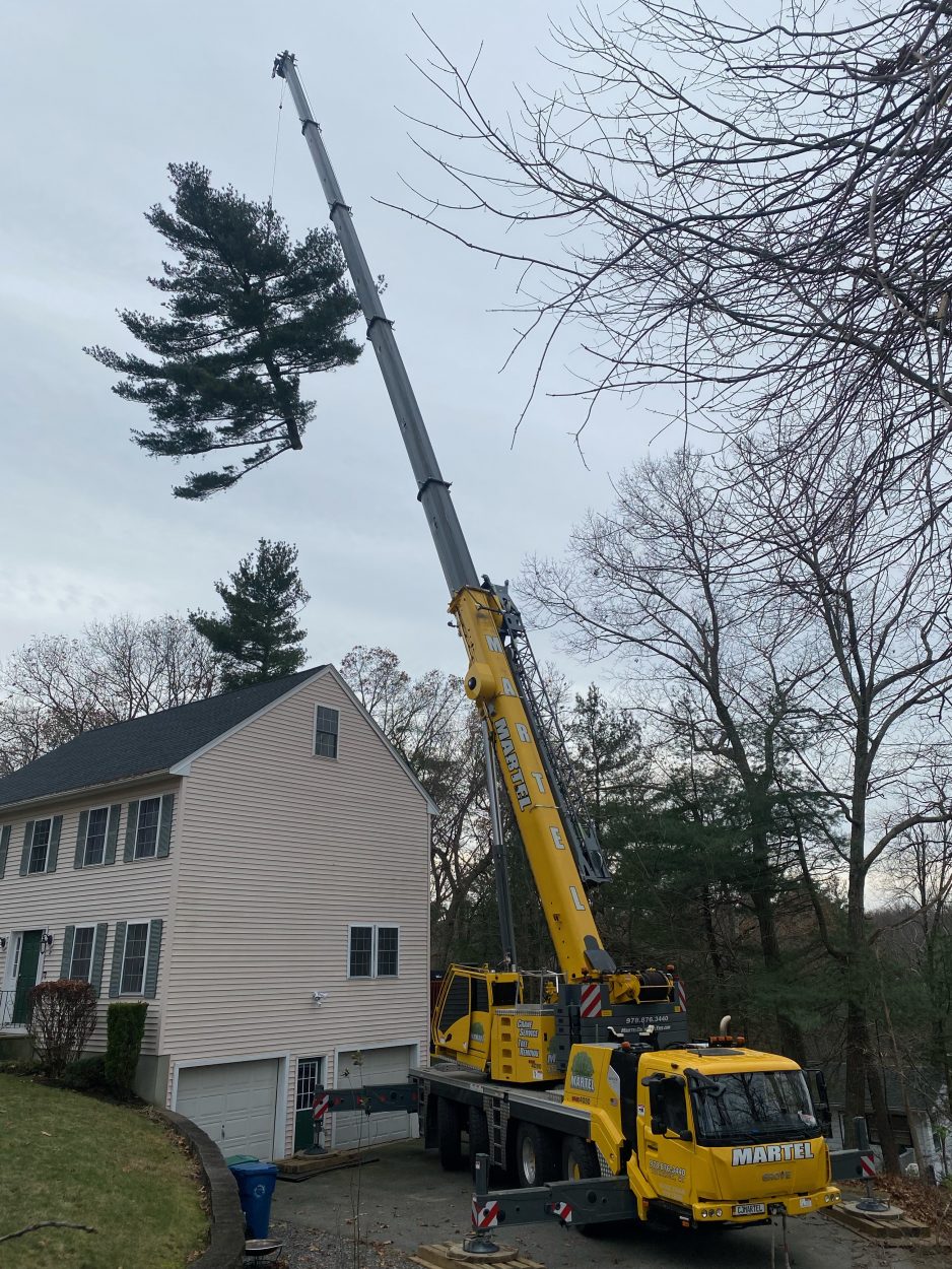 Tree Removal in Billerica, MA | Pine tree safely removed with a crane. 