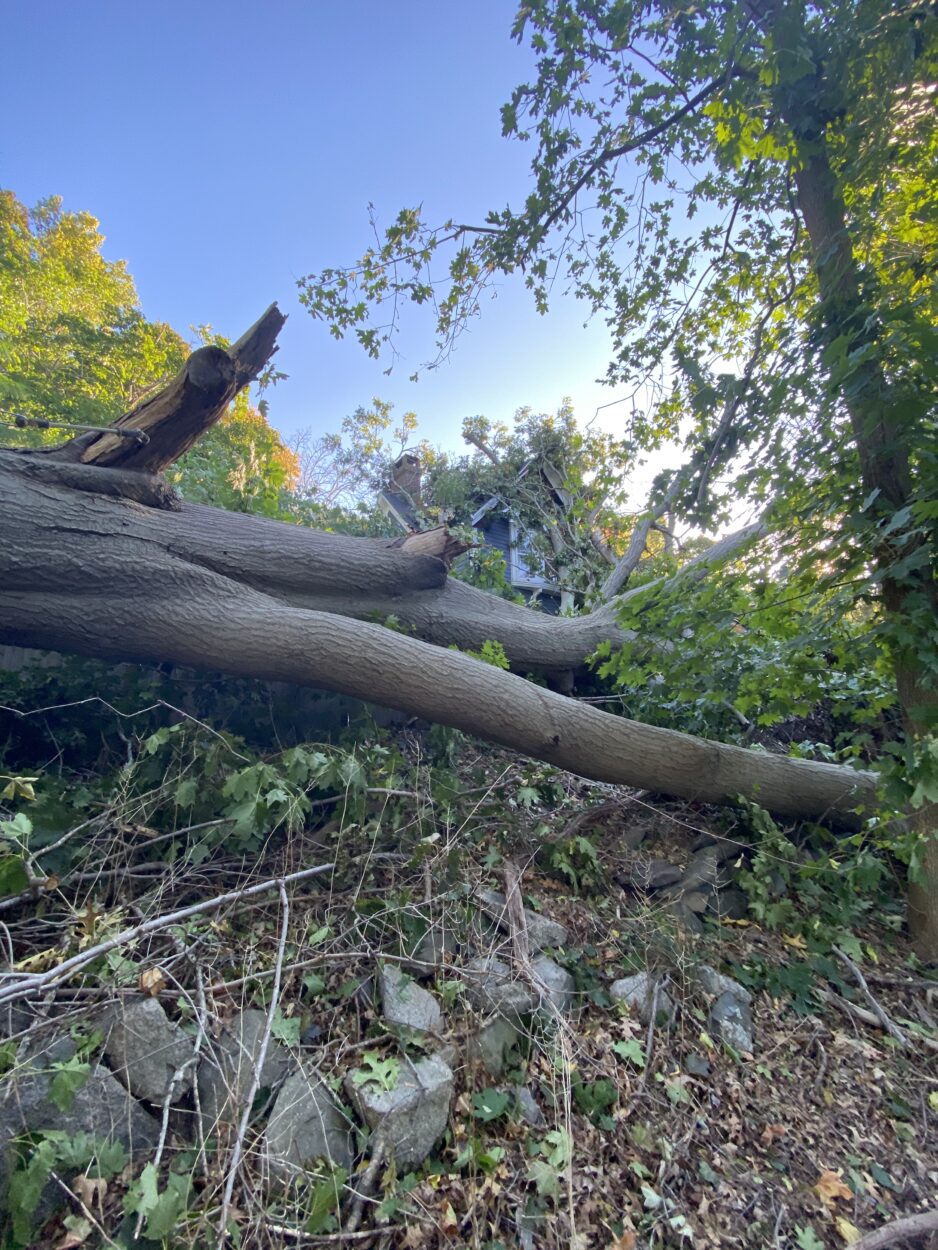 We were called to this residence in Wayland, MA to remove the fallen and damaged trees after the recent high winds.