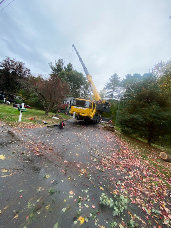 Tree Service and Removal in Westford, MA