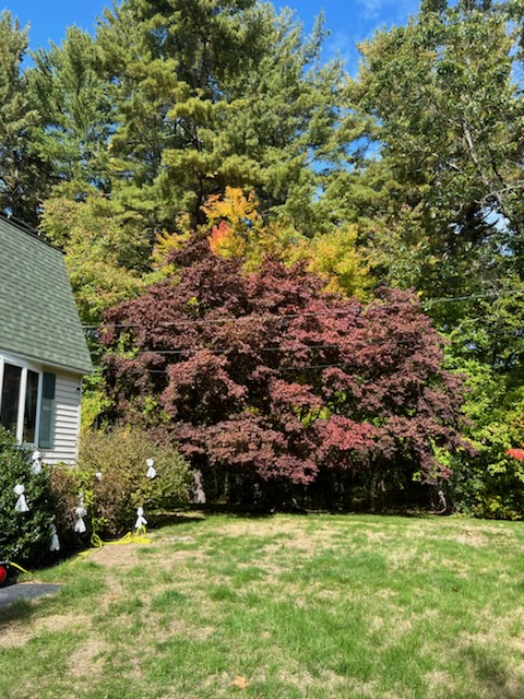 Here’s a before and after of Martel Crane and Tree trimming trees at a residence in Billerica, MA.