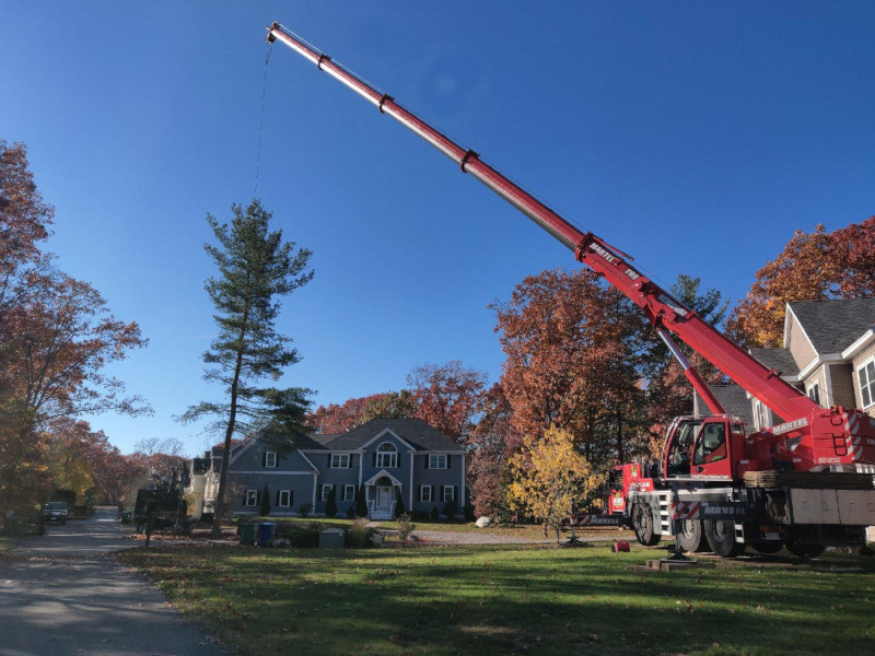 Martel Crane and Tree removed this large pine from a residence in Burlington, MA.

