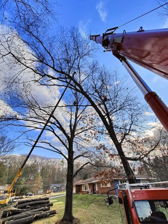 
Martel Crane and Tree used two cranes on this large job in Chelmsford, MA to
remove several trees