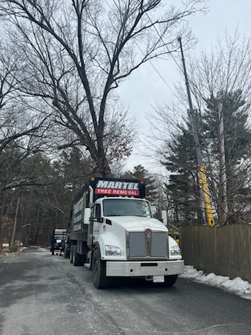 Martel Crane and Tree Service removed large trees from this property in Westford, MA. 