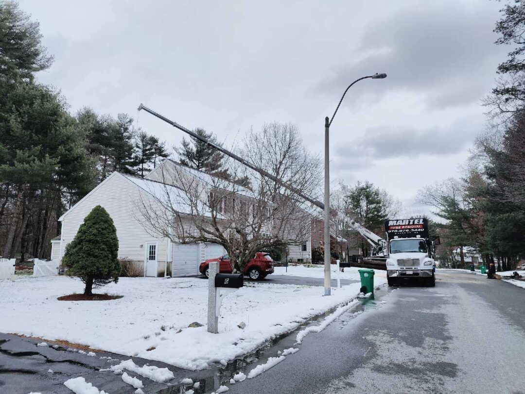 Tree service and Removal in Burlington, MA.