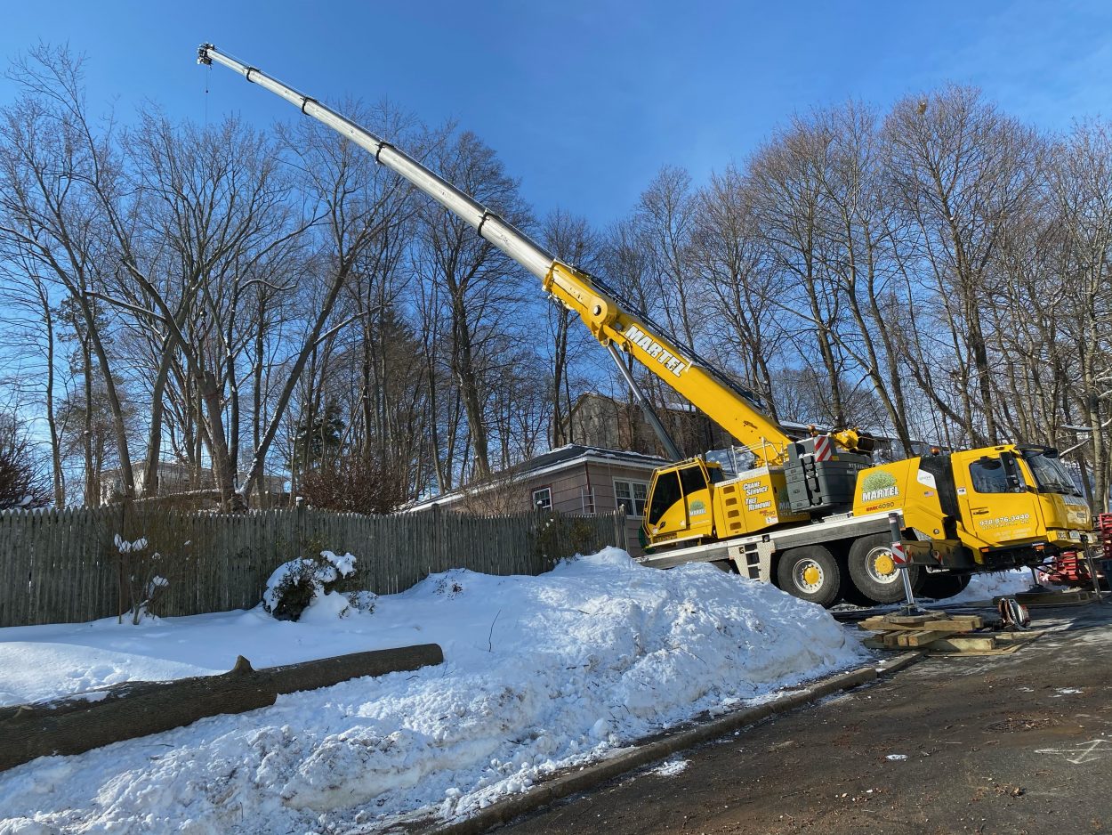 Tree Service and Removal in Lowell, MA.