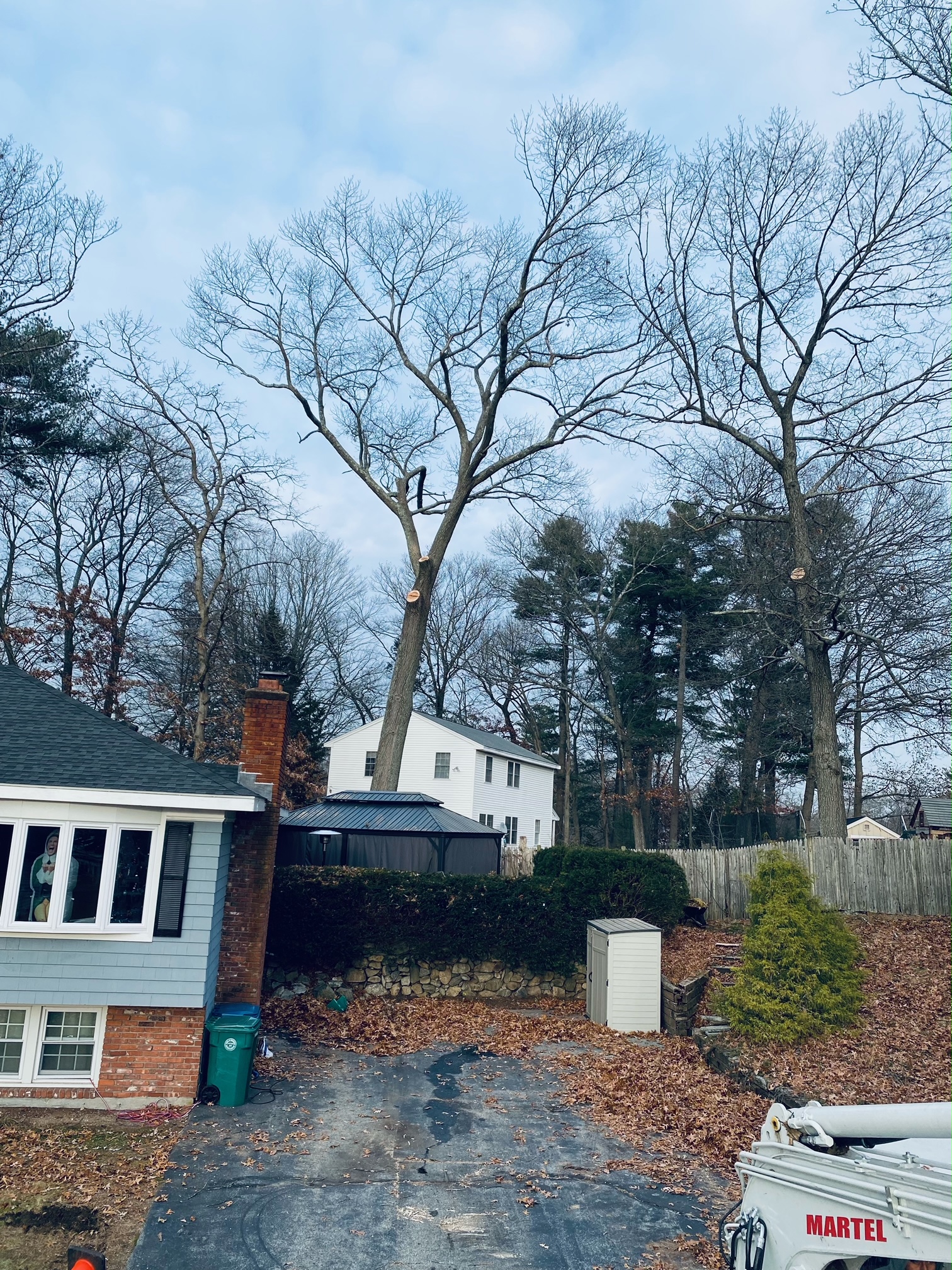 The crew trimmed some large trees to protect the yard for this property in Billerica, MA.