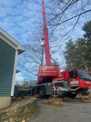 Tree Service in Billerica, MA.