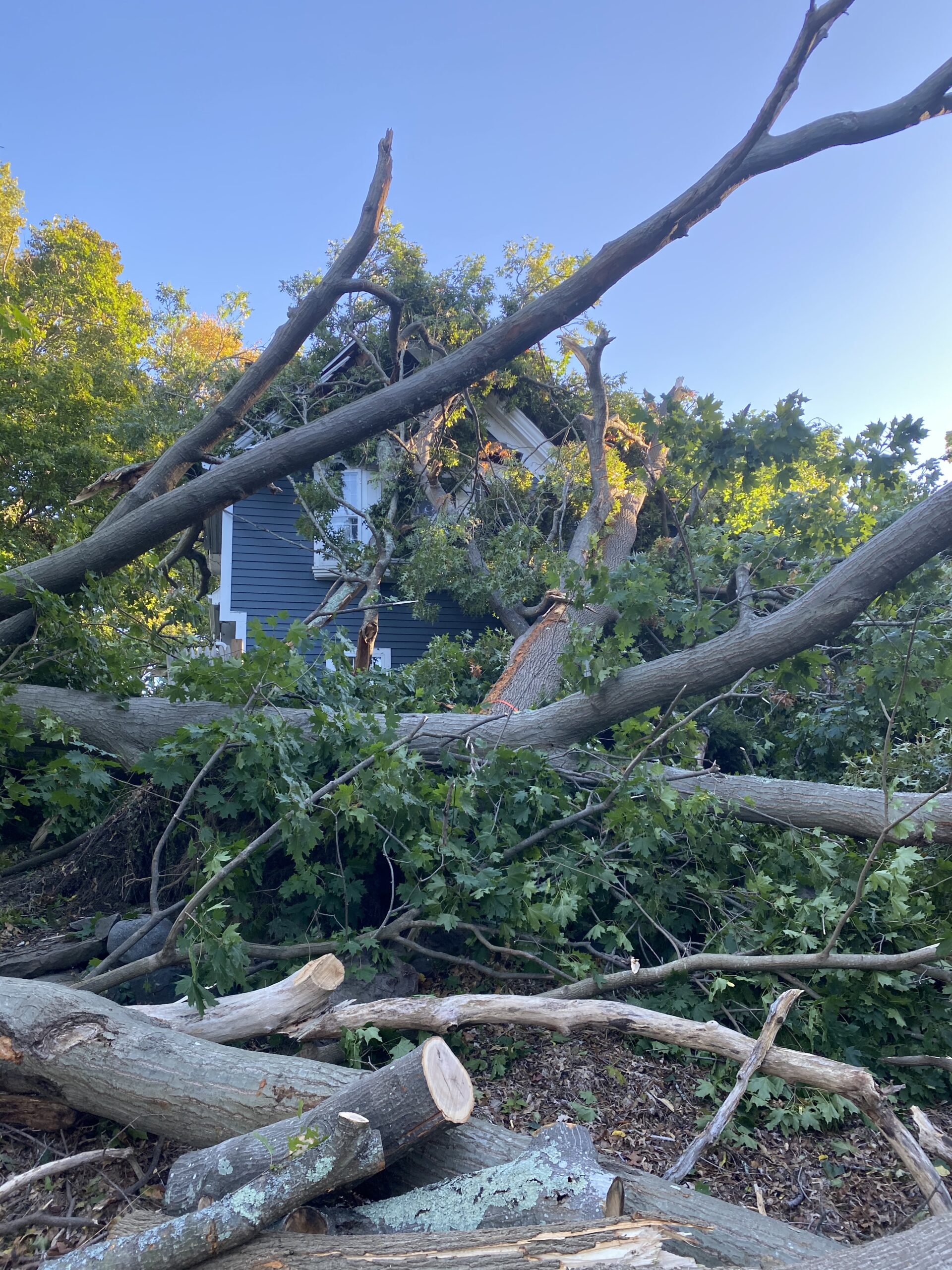 Tree Service and Emergency Storm Service in Wayland, MA