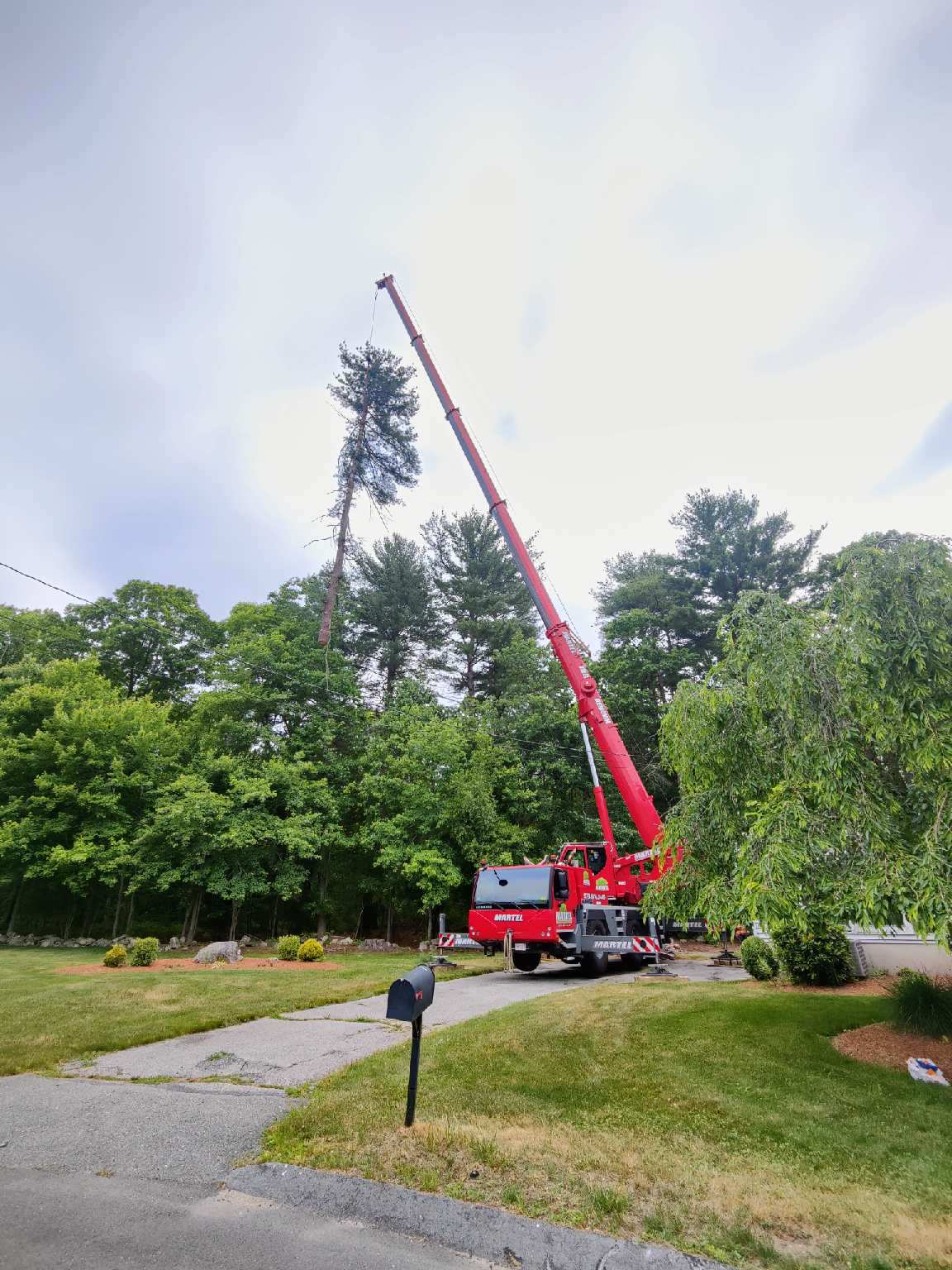 On a late spring day, we removed large pines from this property in Burlington, MA.