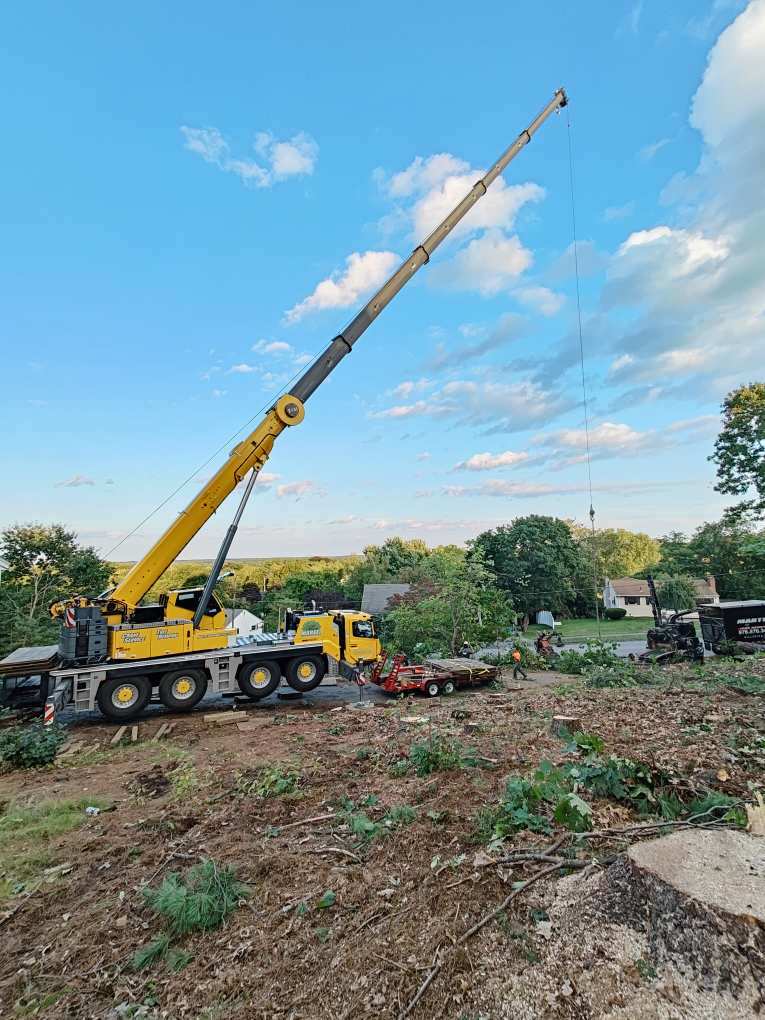 Lot Clearing and Tree Removal in Billerica, MA.