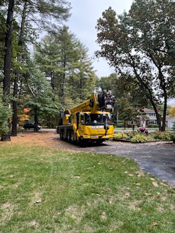 Tree Service and Removal in Westford, MA