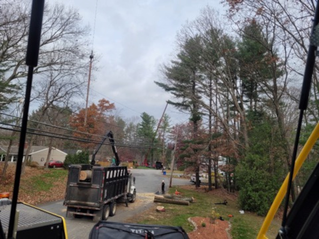 Tree Removal Service in Burlington, MA. 