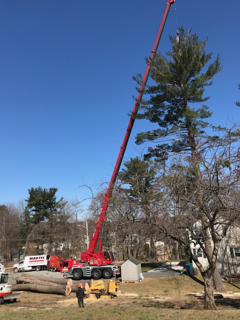 The crew from Martel Crane & Tree removed several large hardwoods at this residence in Billerica, MA.

