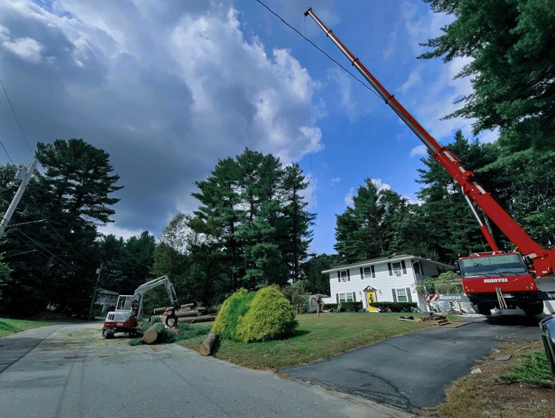Tree Removal Service in Chelmsford, MA