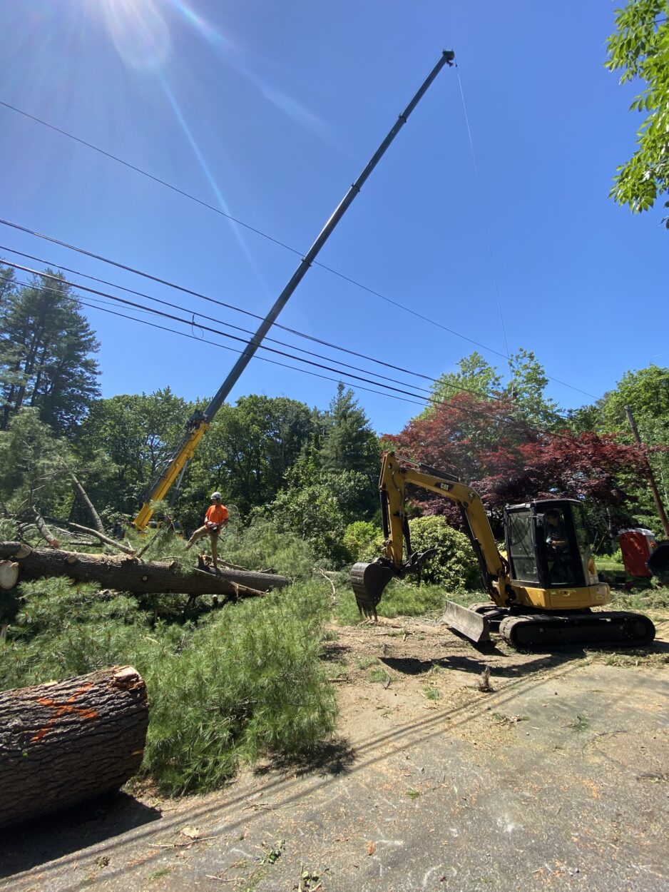 We removed over 50 pines to create space for the lawn in Chelmsford, MA.