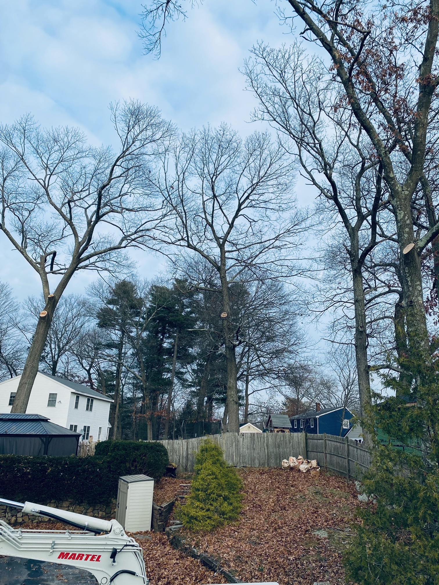 The crew trimmed some large trees to protect the yard for this property in Billerica, MA.