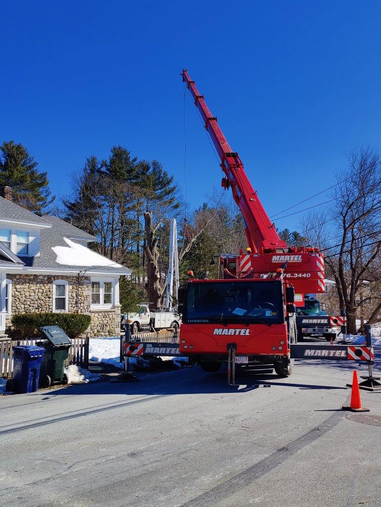 Tree Removal Service in Dracut, MA