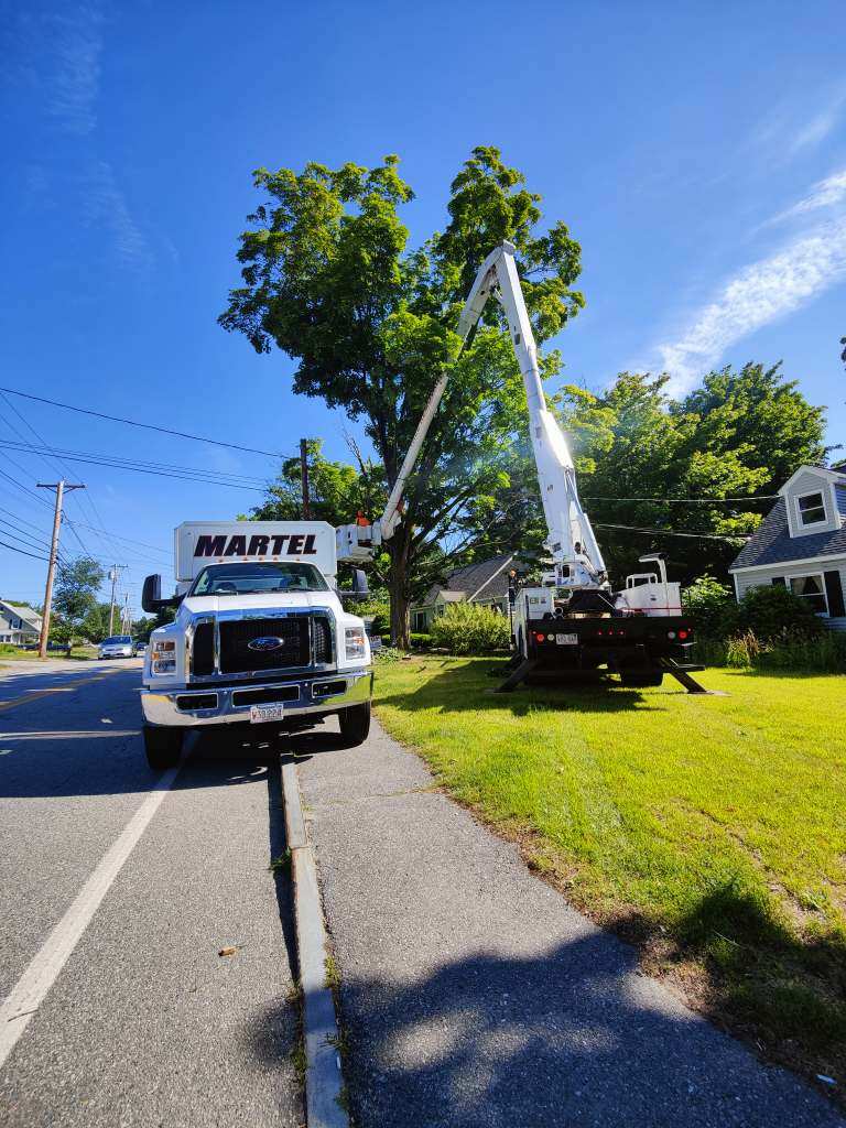 Tree Removal Service in Chelmsford, MA