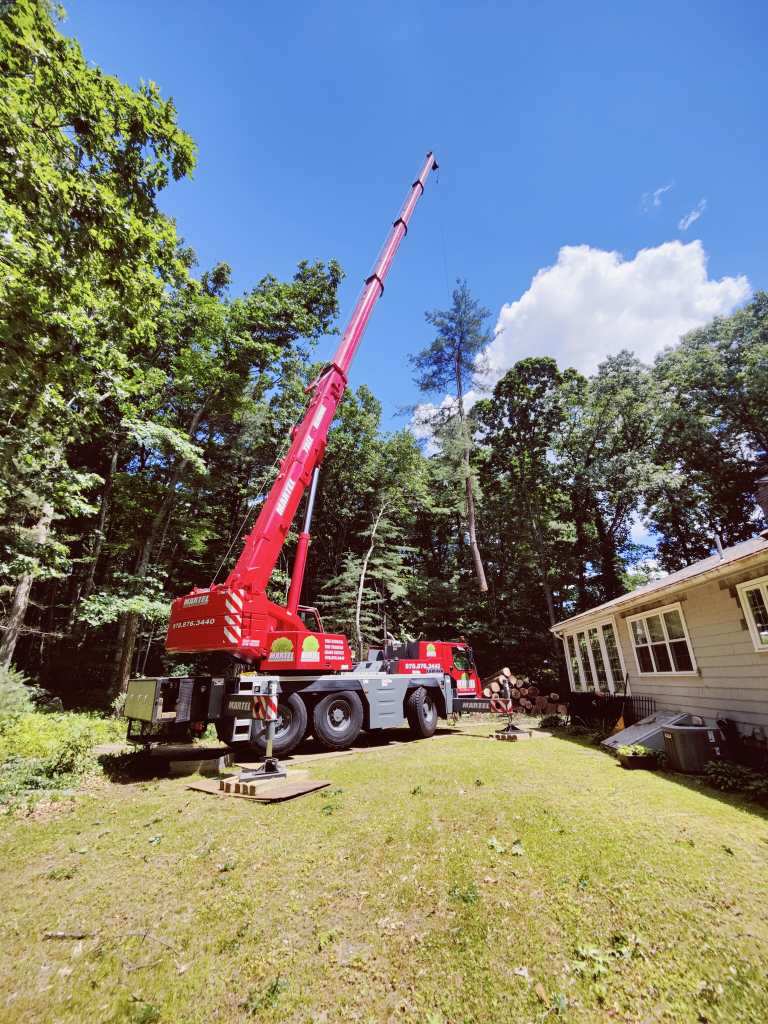 Tree Removal Service in Chelmsford, MA