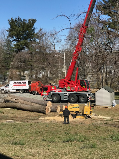 The crew from Martel Crane & Tree removed several large hardwoods at this residence in Billerica, MA.

