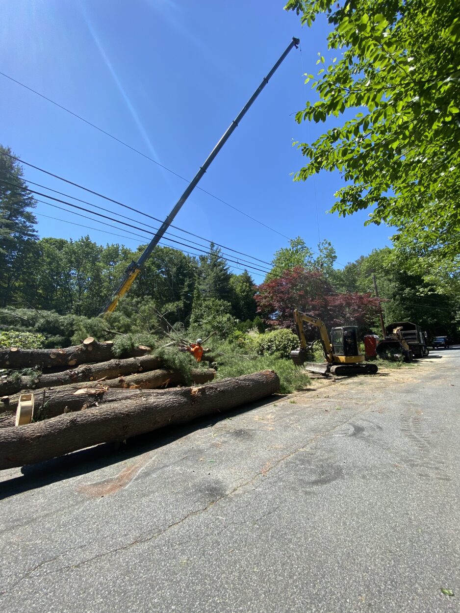 We removed over 50 pines to create space for the lawn in Chelmsford, MA.