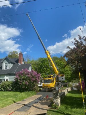 Tree Removal and Service in Lowell, MA.