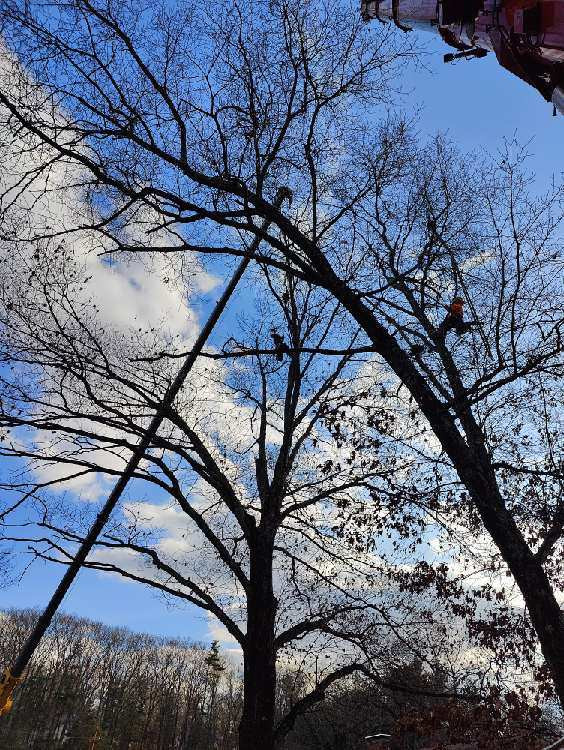 
Martel Crane and Tree used two cranes on this large job in Chelmsford, MA to
remove several trees