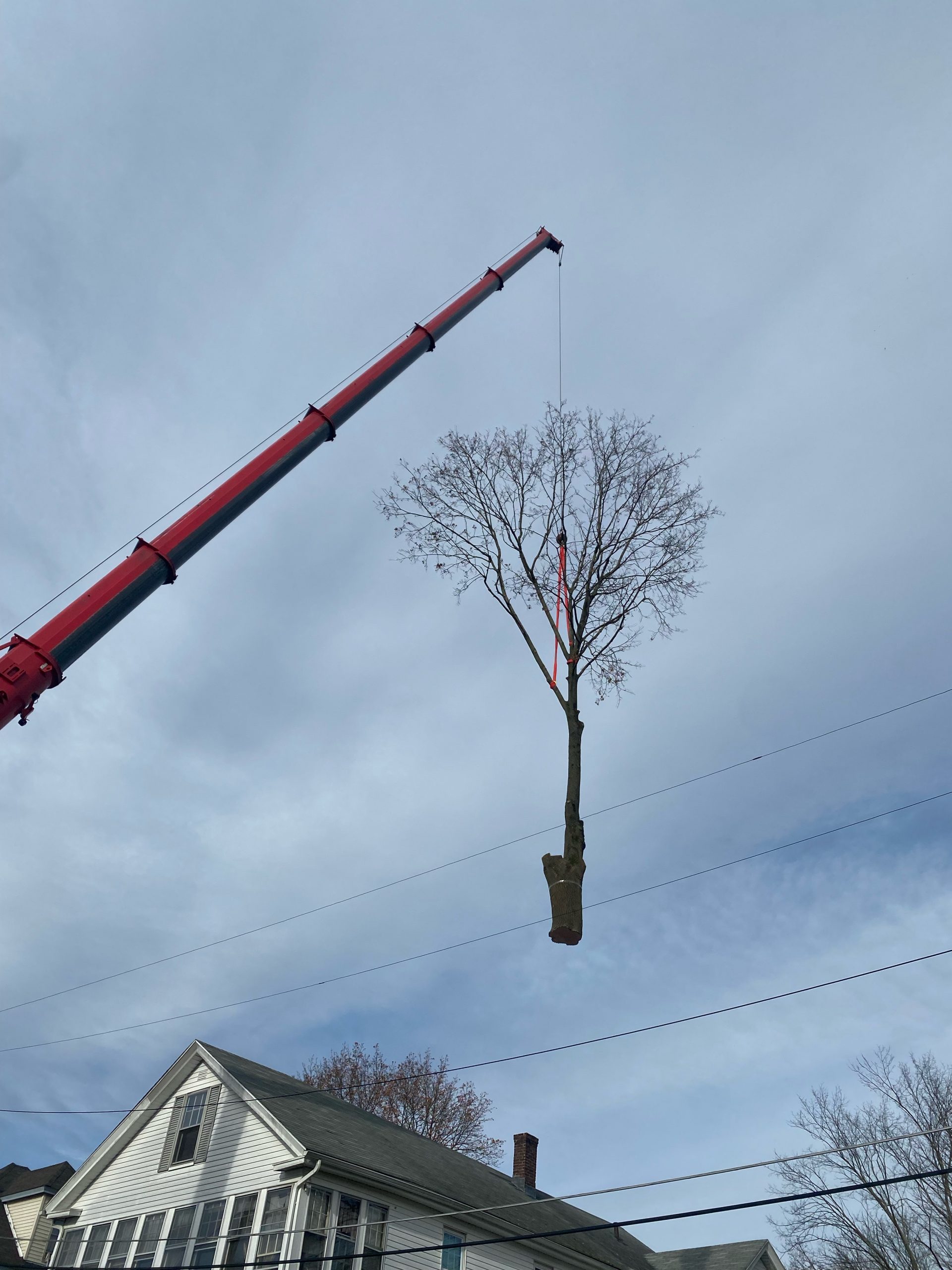 Tree Removal and Crane Service in Lowell, MA.