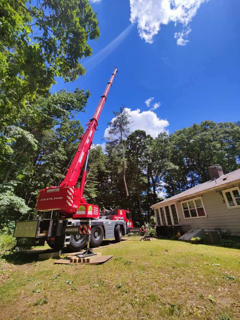 Tree Removal Service in Chelmsford, MA