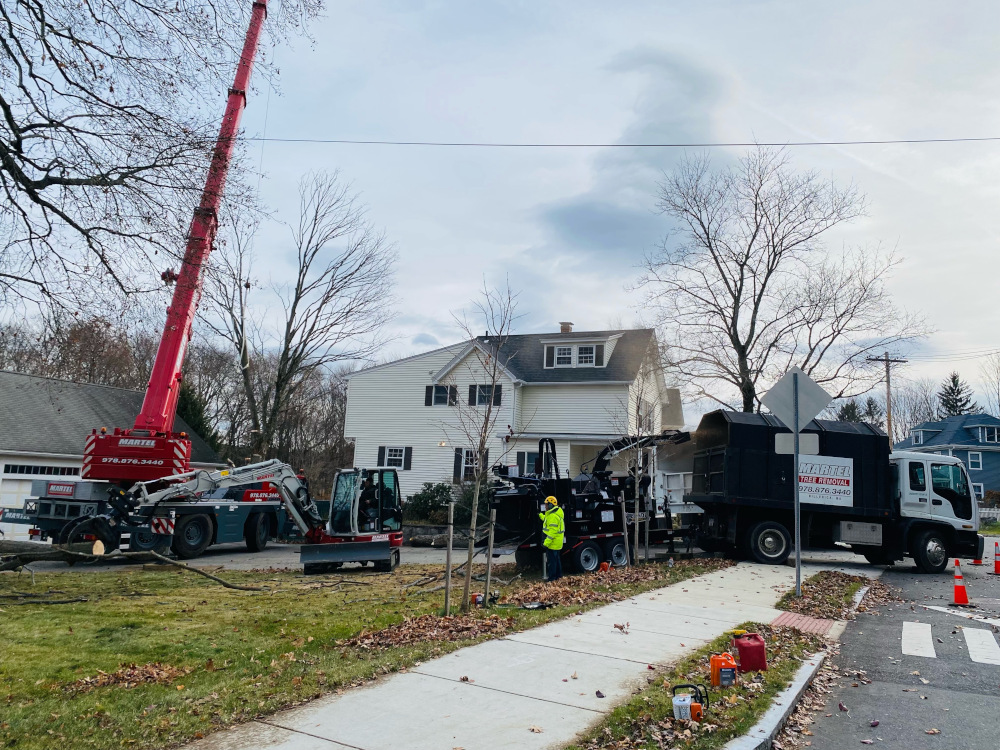 The new red crane and crew removed multiple trees at this location in Bedford, MA.