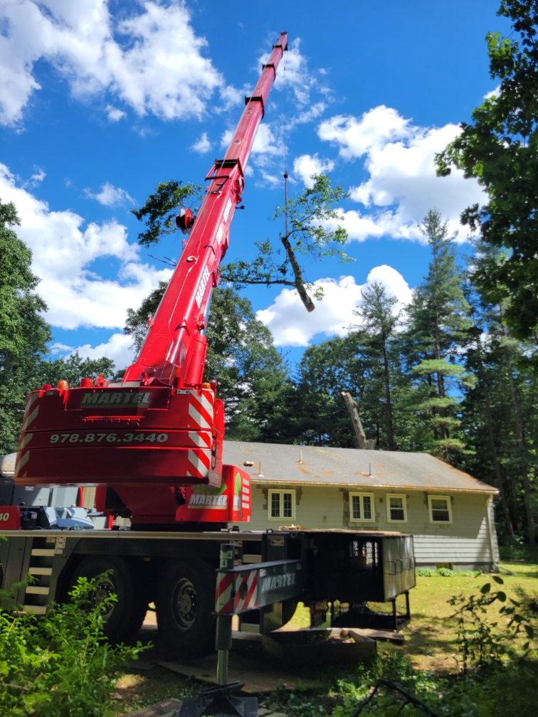 Tree Removal Service in Chelmsford, MA