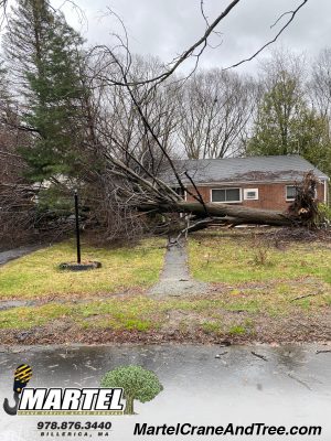 Emergency Tree Removal / Tree Service / Storm Damage in Waltham, MA.