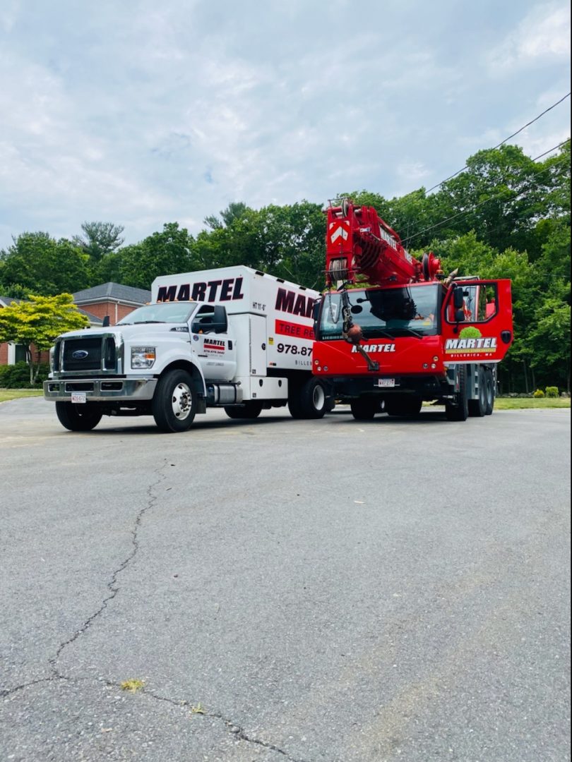 Tree Removal and Crane Service in Burlington, MA