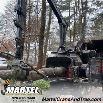 Removing Pine Trees in Wayland, MA