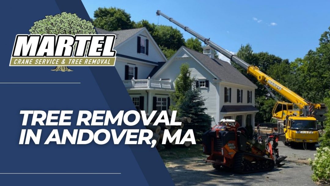 Tree Service and Removal in Andover, MA.