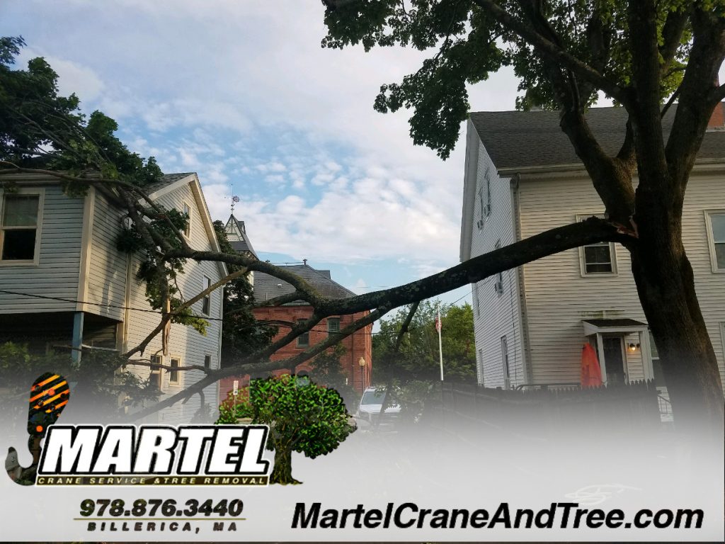 Tree removal in Reading, MA by Martel Crane Service & Tree Removal