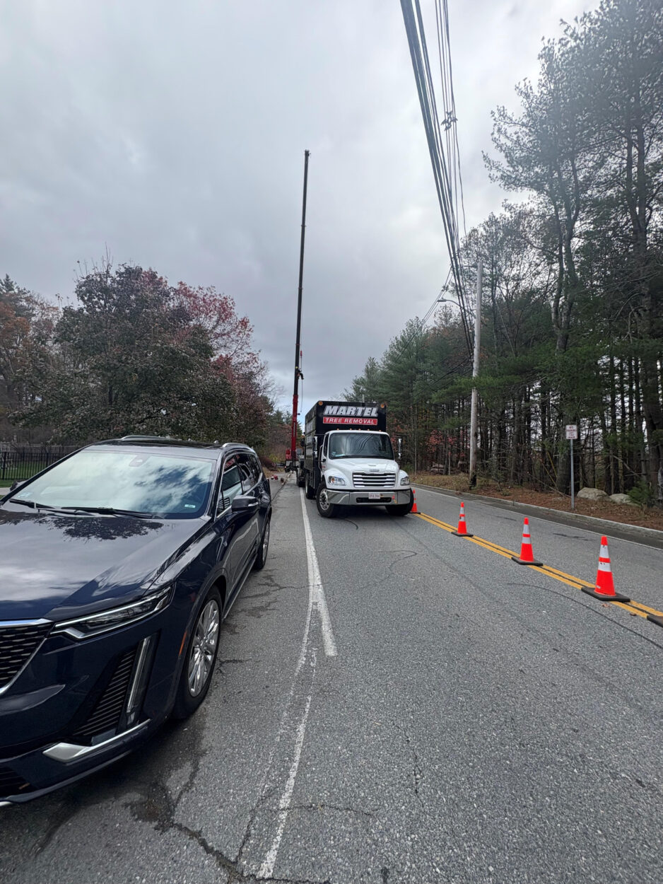 Martel Crane & Tree Service recently completed a tree removal project along a busy roadway in Billerica, MA.