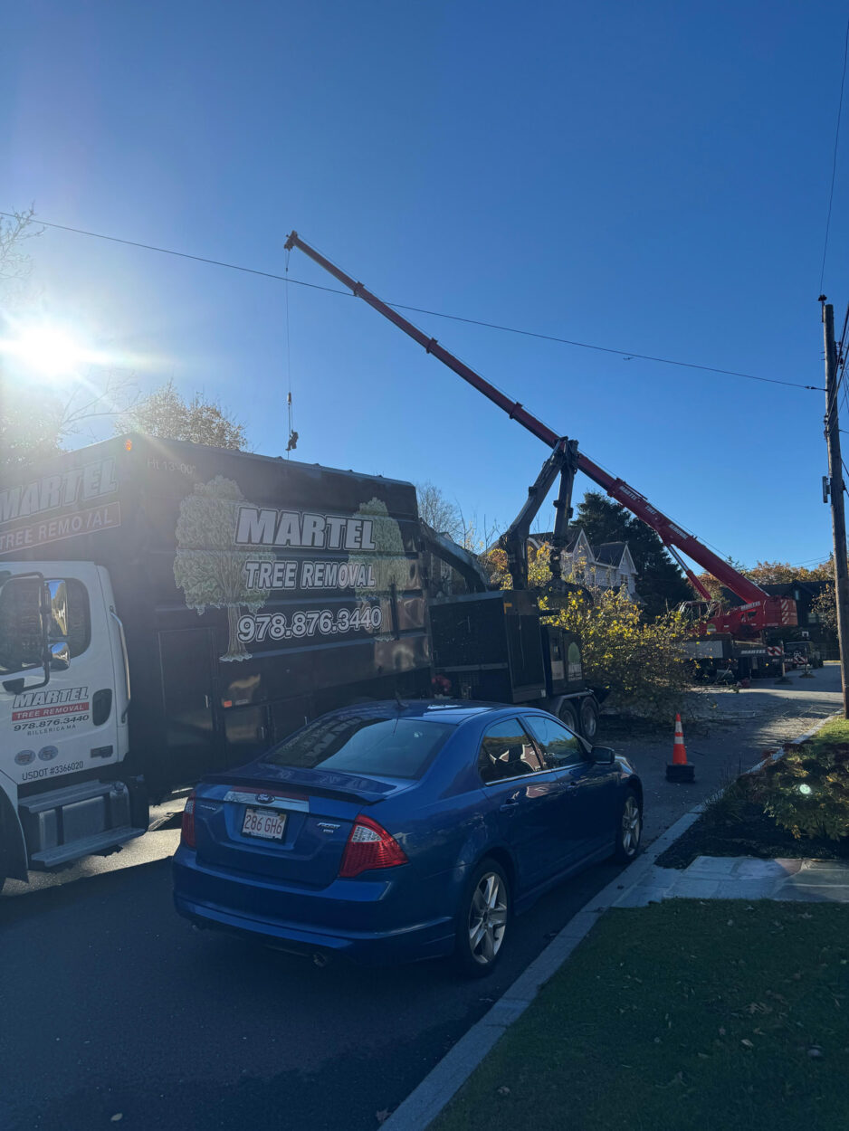Tree Removal in Winchester, MA