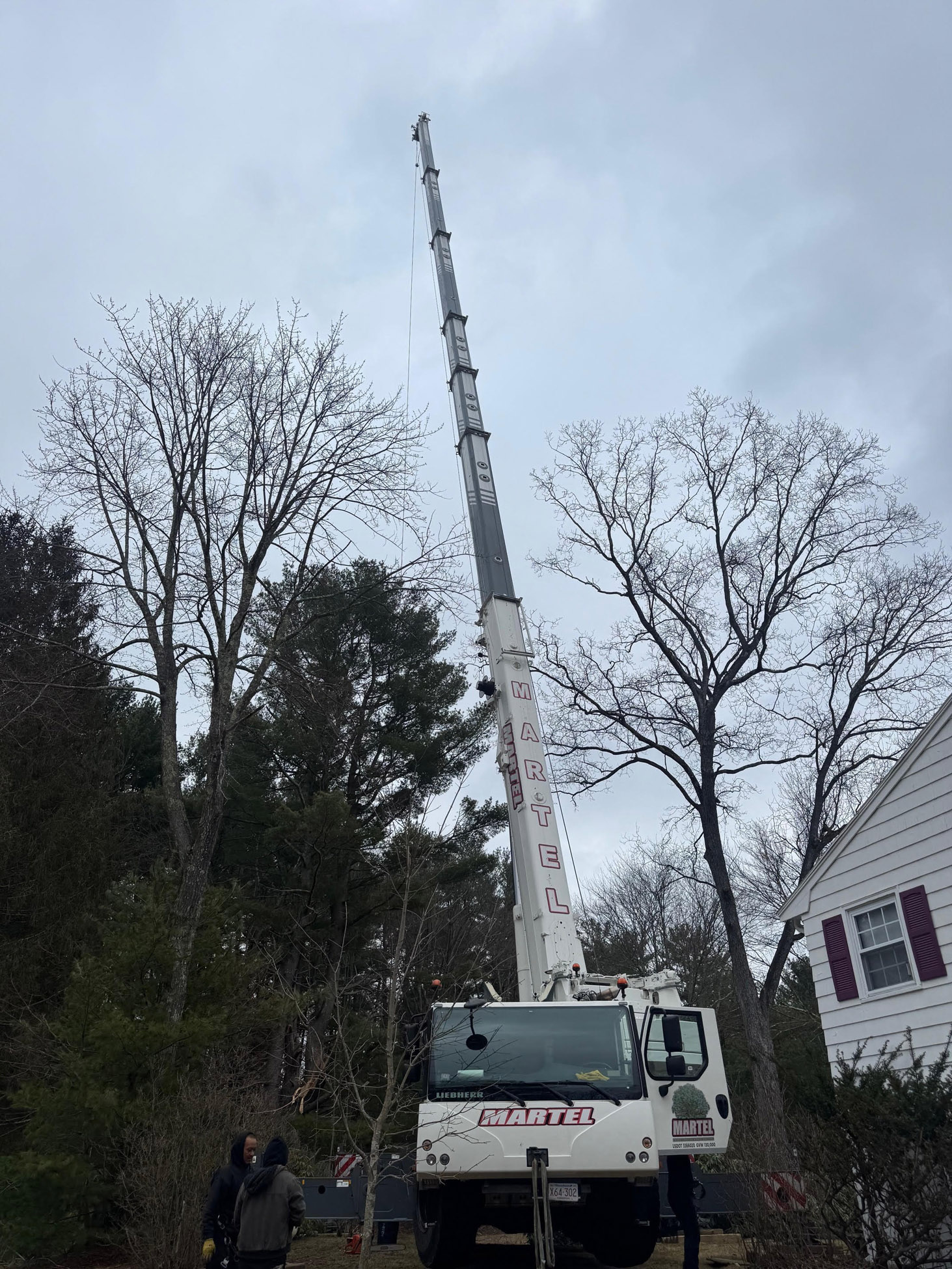 Tree Removal Service in Chelmsford, MA