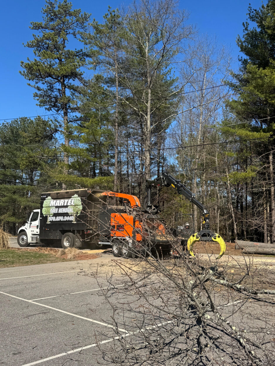 Tree Removal Service in Chelmsford, MA