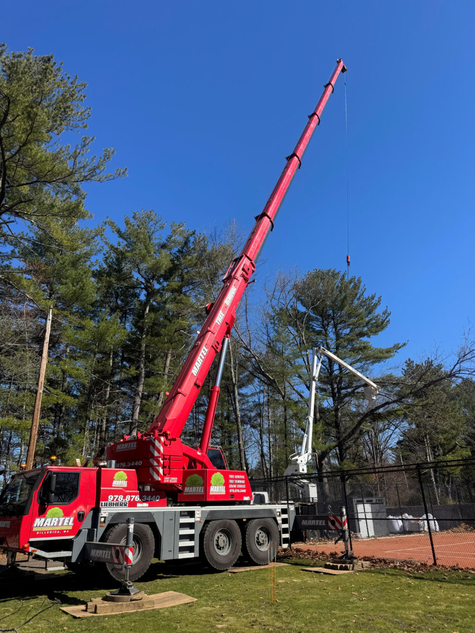 Tree Removal Service in Chelmsford, MA