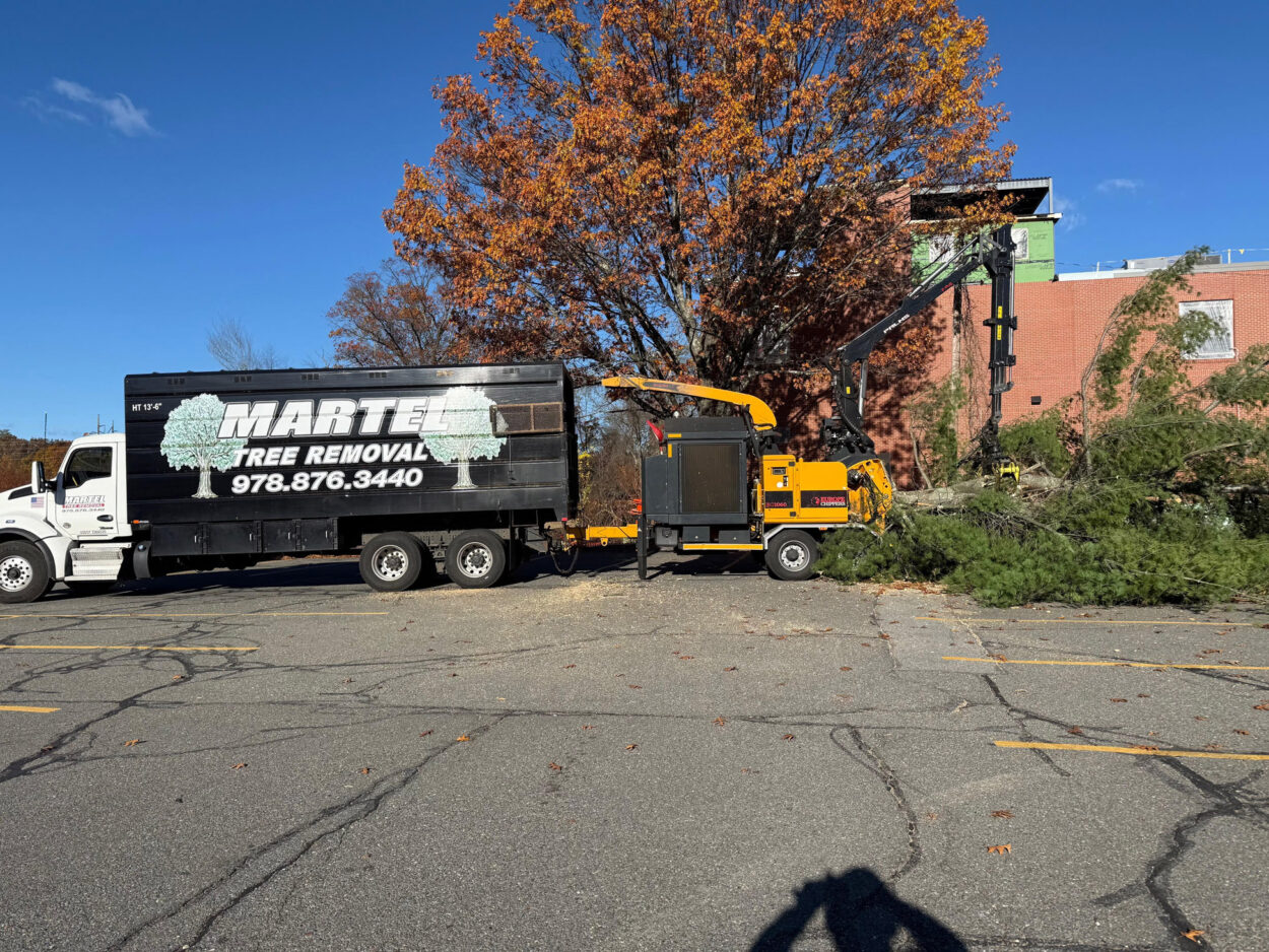 Commercial Tree Removal in Chelmsford, MA