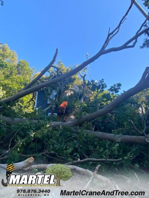Tree Service and Emergency Storm Service in Wayland, MA