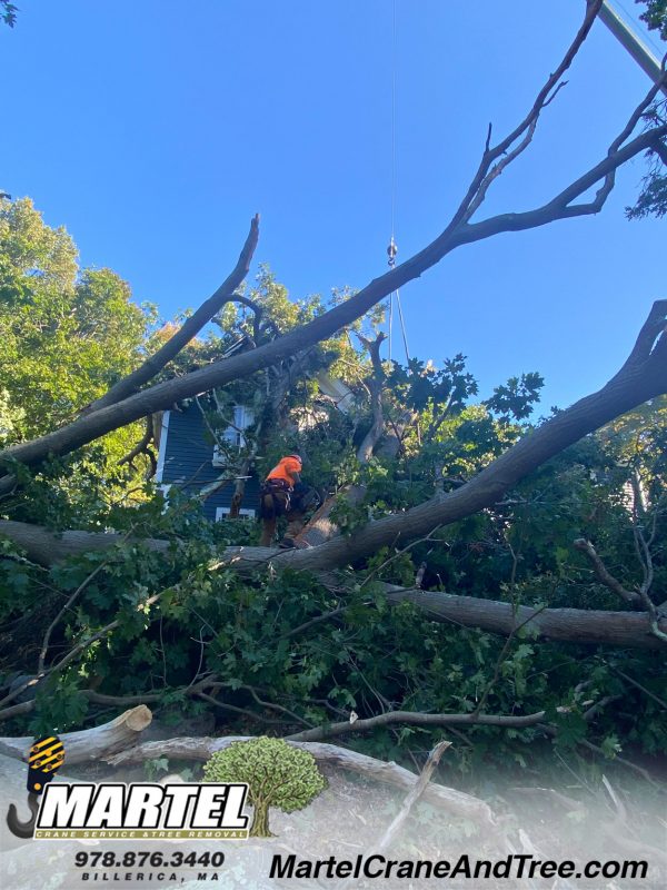 Tree Removal in Wayland