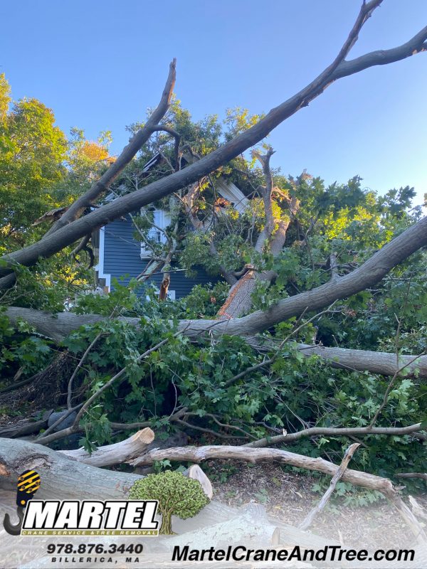 Tree Removal in Wayland, MA