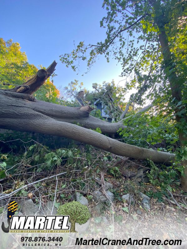 Tree Removal in Wayland, Massachusetts